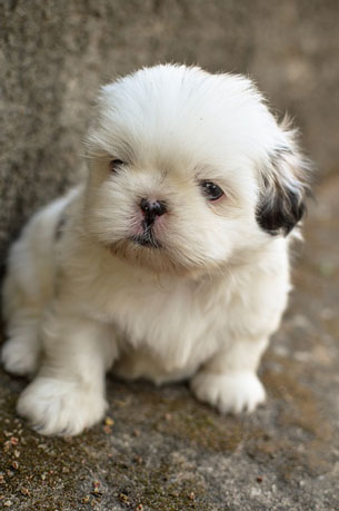 puppy